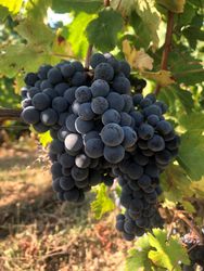 cabernet franc